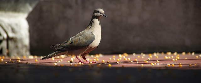 Paloma Bird Animal - Free photo on Pixabay - Pixabay