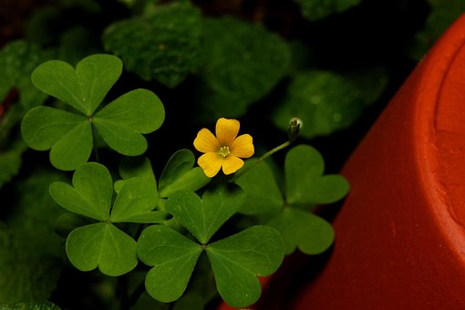 Free Clover Flower photo and picture