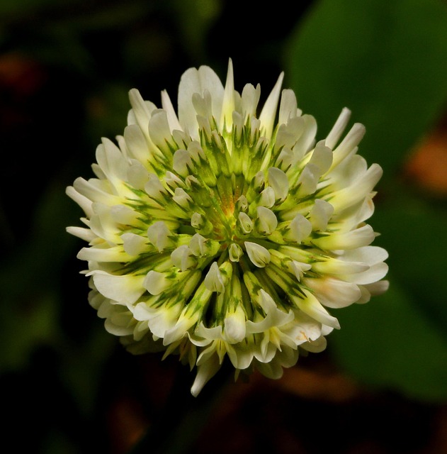 Free Flower Nature photo and picture