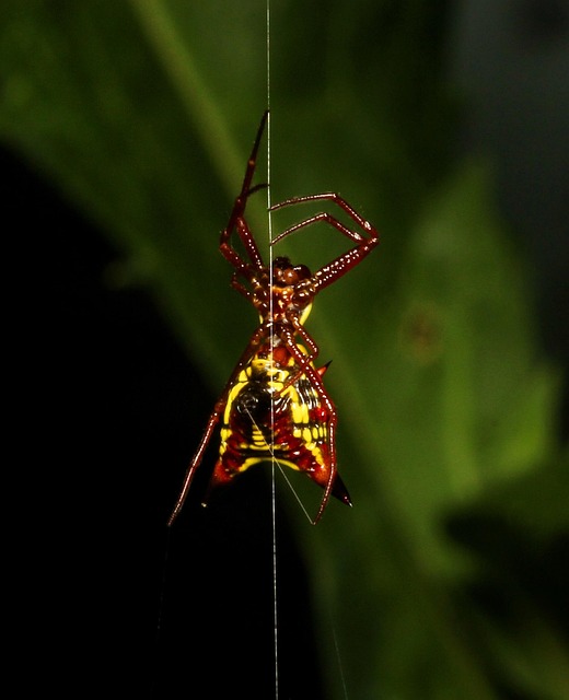 Free Spider Web photo and picture