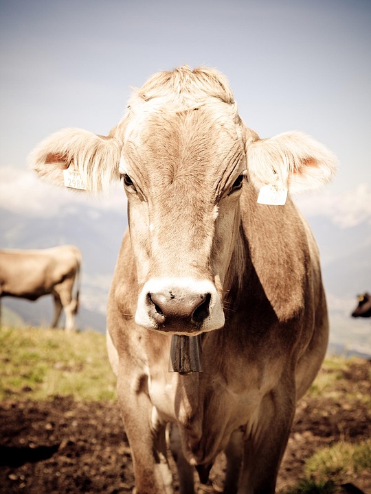 https://cdn.pixabay.com/photo/2015/05/21/08/05/cow-776730_960_720.jpg