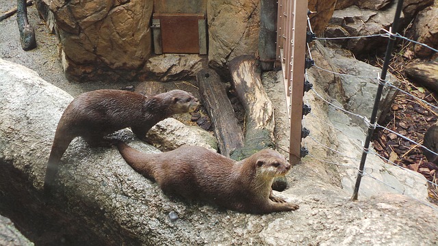 Free Otter Zoo photo and picture