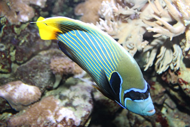 Poisson-Ange Imperator Pomacanthus - Photo gratuite sur Pixabay - Pixabay