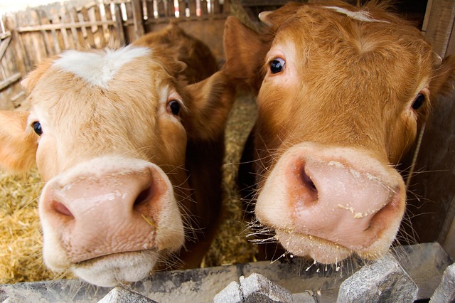Free Boci Cow photo and picture