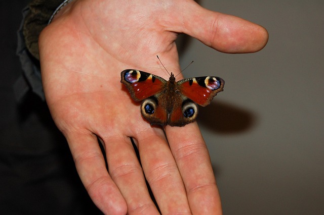 Free Butterfly Nature photo and picture