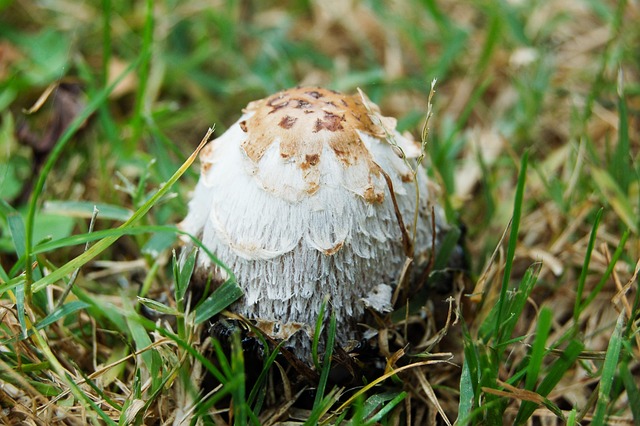 Free Mushroom Meadow photo and picture