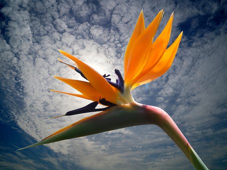 Strelitzia, Blomst, Smukt Tapet