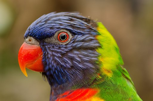 以上の無料ヒインコ 鳥画像 Pixabay
