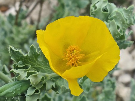 Free Flower Yellow photo and picture