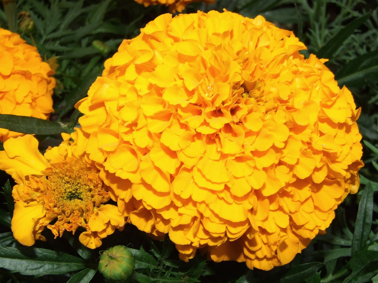 Free photo: Marigold, Flower, Meadow, Plant - Free Image on Pixabay ...
