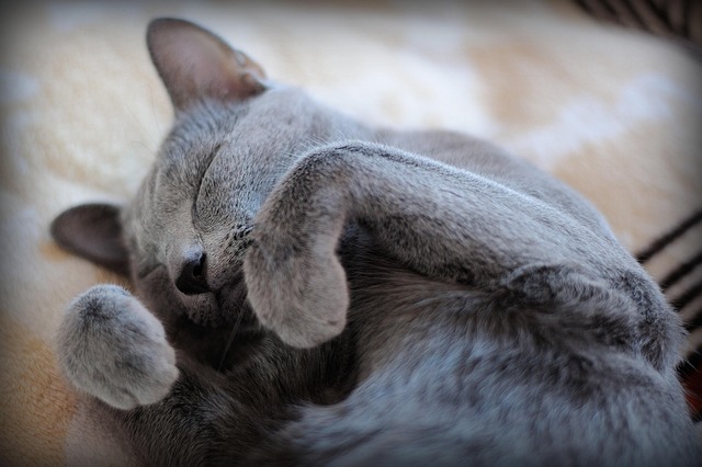 かわいい瞬間: 大きな目の子猫、ジモと一緒に一日を明るくしましょう