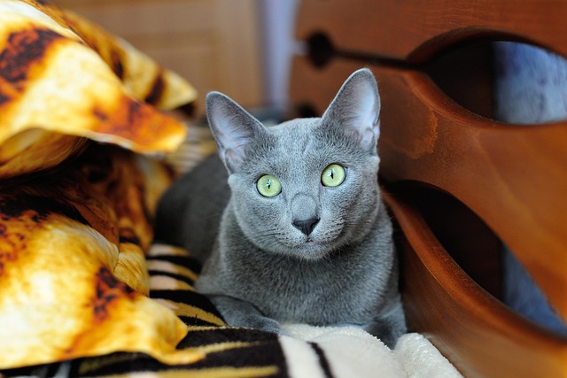 Katze, Kätzchen, Haustier, Tiere, Grau