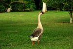 goose, ave, field
