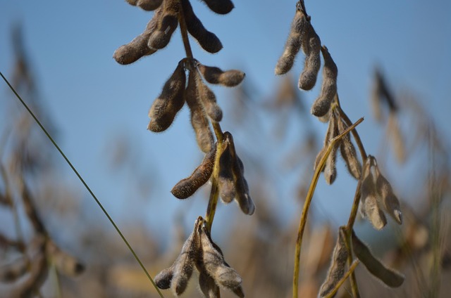 Free Soybean Macro photo and picture
