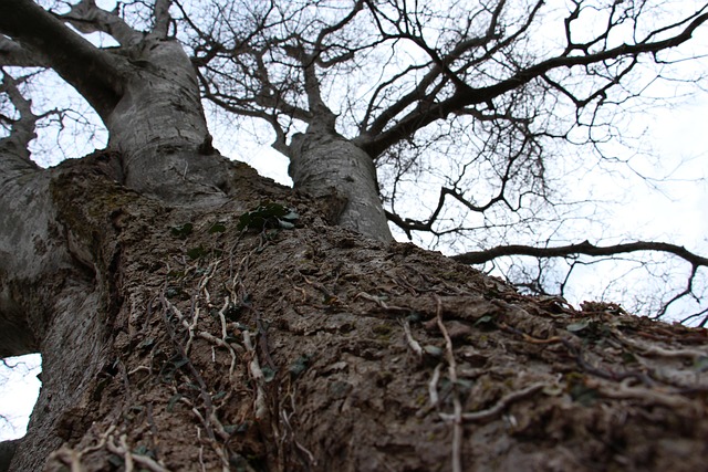 Free Tree Vines photo and picture