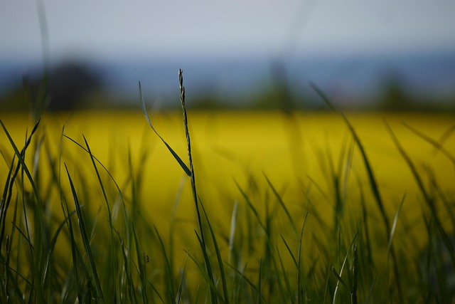 Rapsfeld, Raps, Blüte, Gelb, Feld