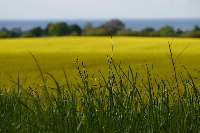 Rapsfeld, Raps, Blüte, Gelb, Feld