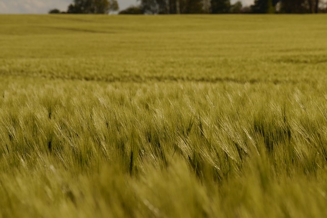 Gerste, Gerstenfeld, Acker, Anbau, Grün