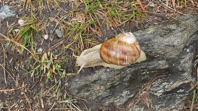 Free Snail Meadow photo and picture