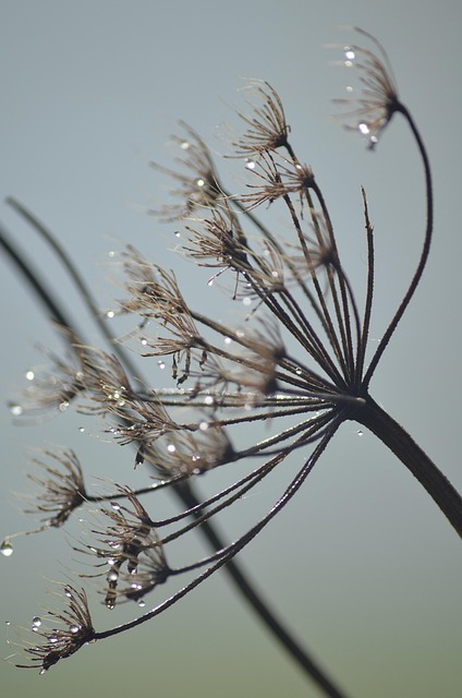 Free Fall Drops photo and picture