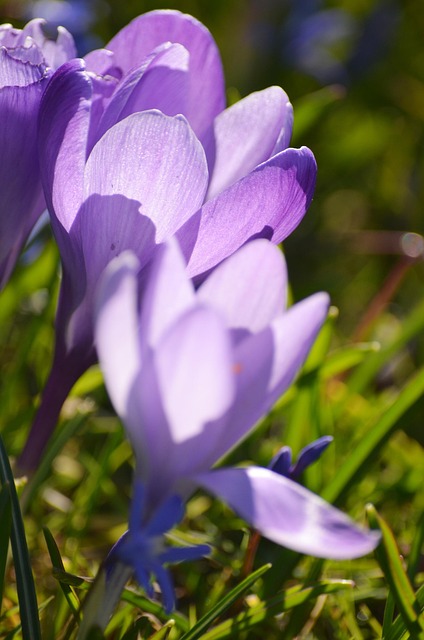 Free Crocus Easter photo and picture