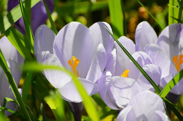 Free Crocus Easter photo and picture