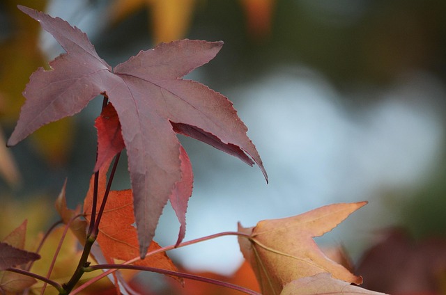 Free Autumn Leaves Autumn Color photo and picture
