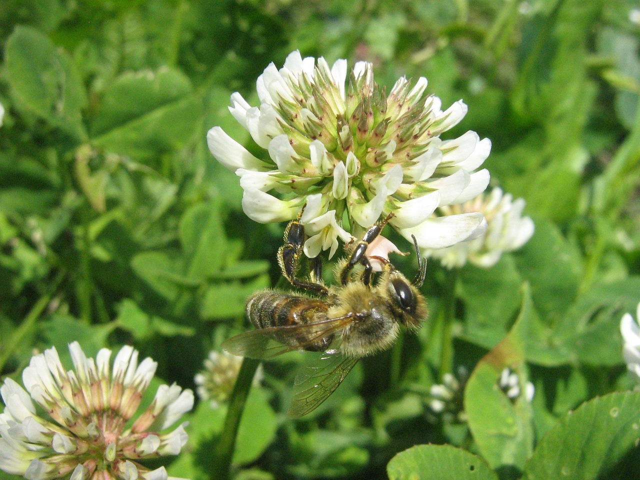 Bee - free online jigsaw puzzle photo