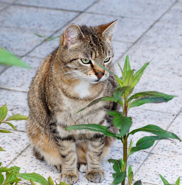猫坐着女性 Pixabay上的免费照片