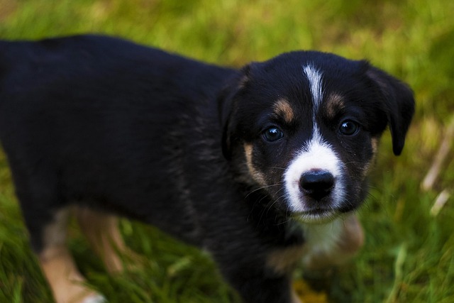 Free Puppy Dog photo and picture