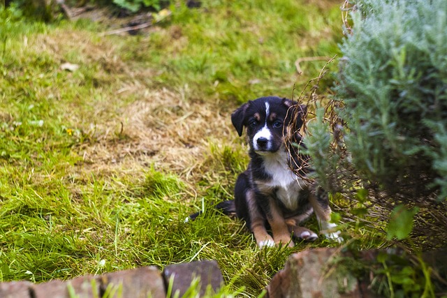 Free Puppy Dog photo and picture