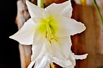sword lily, flower, plant