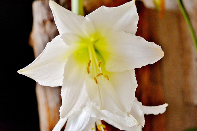 Free Sword Lily Flower Background photo and picture
