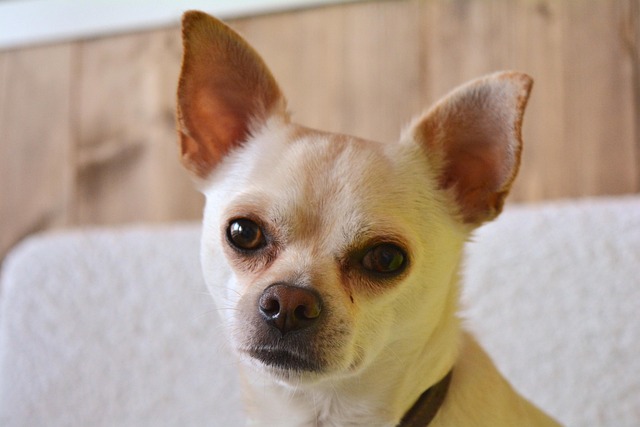 Free Dog Animals photo and picture