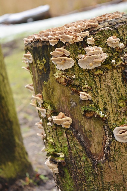 Free Tree Nature photo and picture