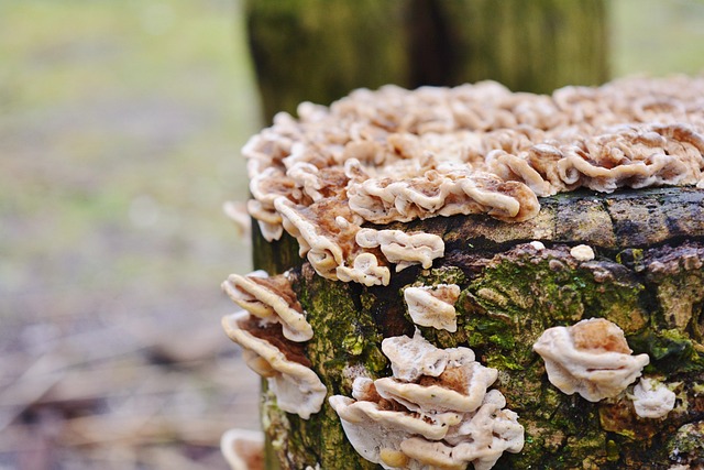 Free Mushroom Forest photo and picture
