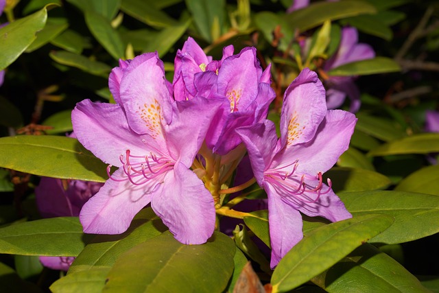 Fleur Rhododendron Le Printemps La - Photo gratuite sur Pixabay - Pixabay