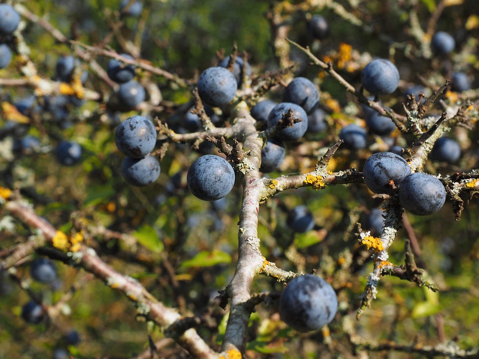 Slo Berry Sepatu - Foto gratis di Pixabay