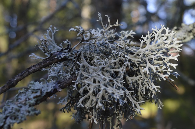 Free Lichen Branch photo and picture