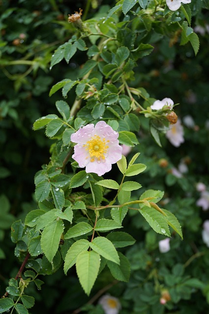 Free Spring Flower photo and picture