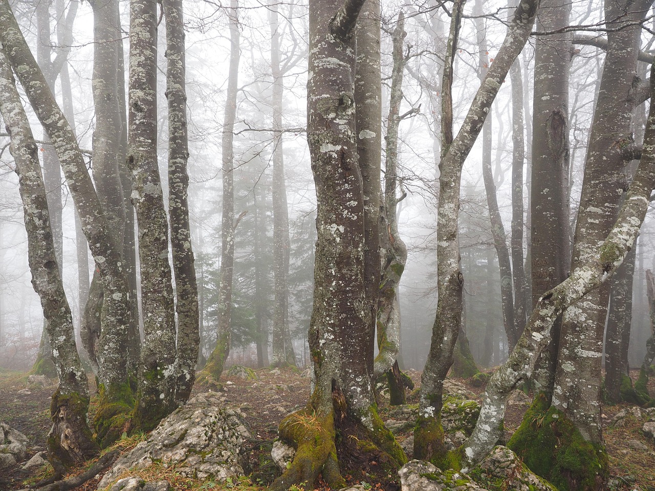 Forest - free online jigsaw puzzle photo