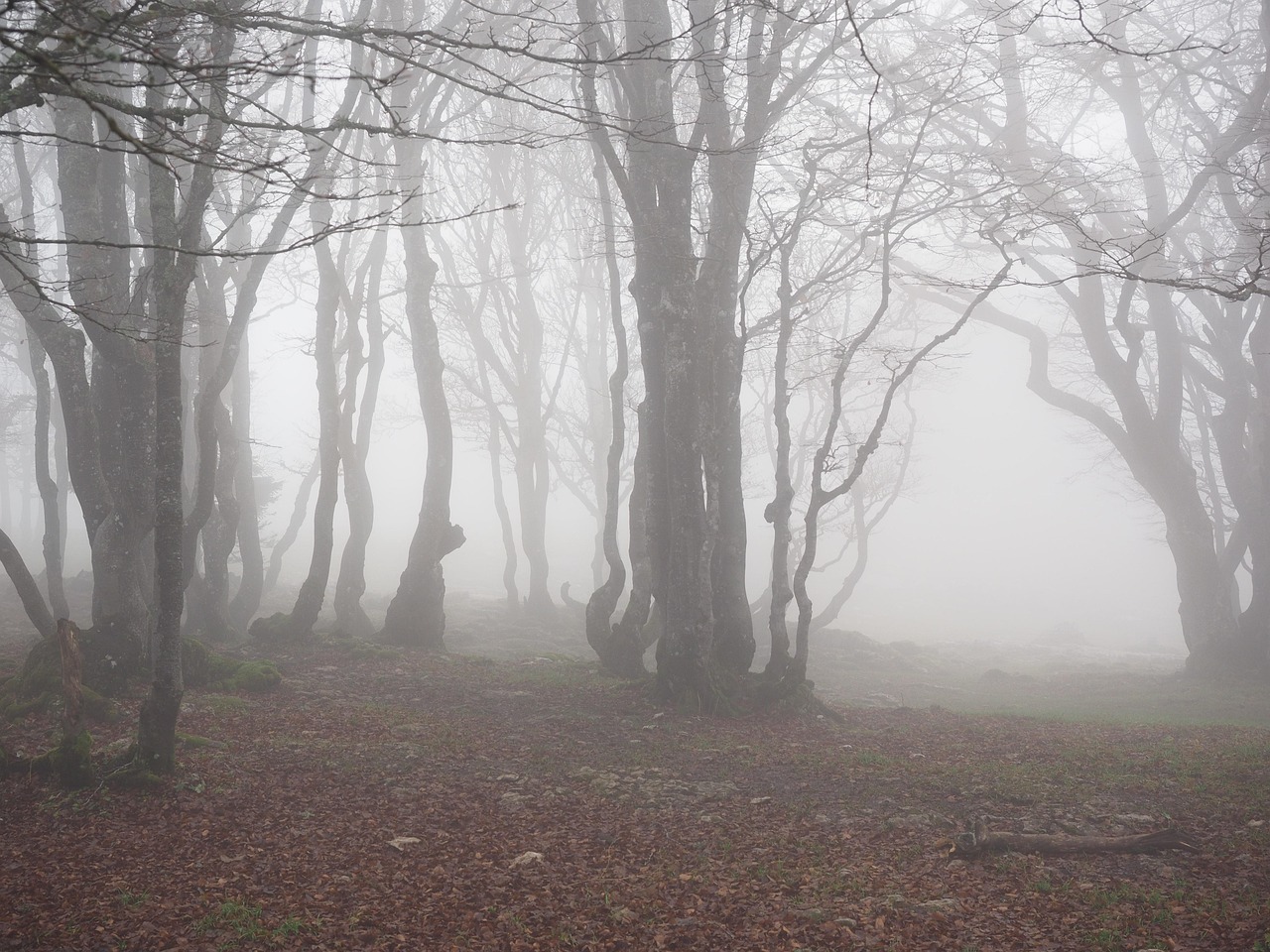 Beech Forest - free online jigsaw puzzle photo