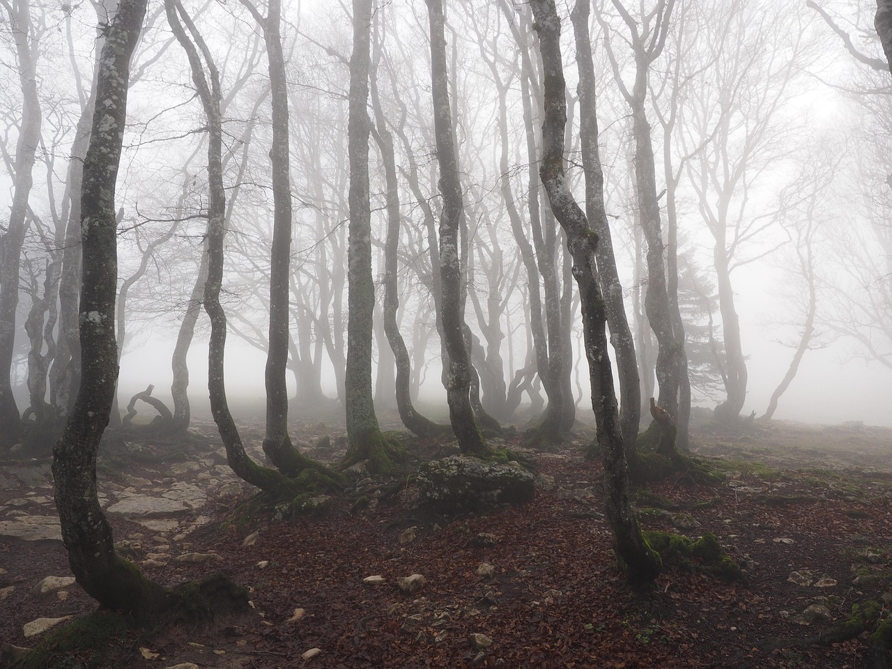 Beech Forest - free online jigsaw puzzle photo