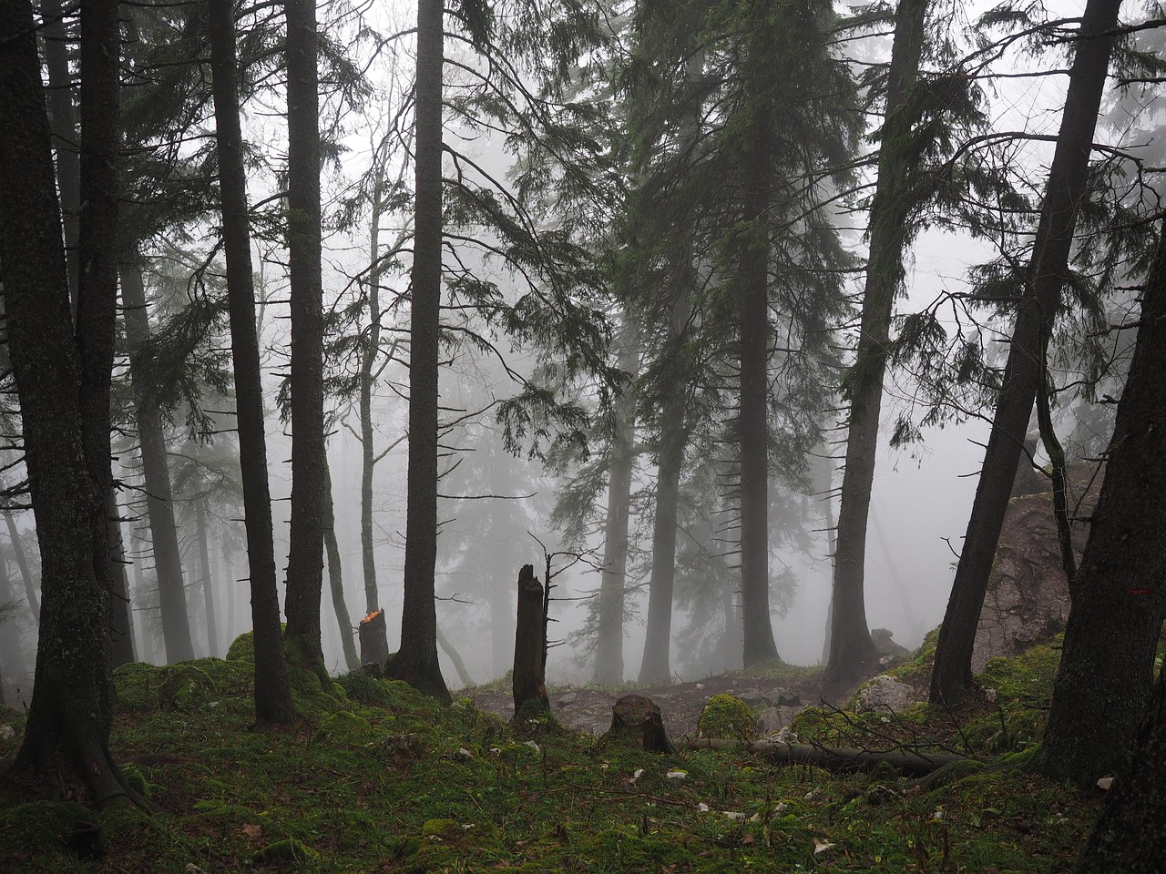 Storm Damage - free online jigsaw puzzle photo