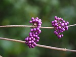 chinese schönfrucht, beautiful fruit, berries