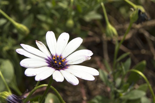 Free Daisy Flower photo and picture