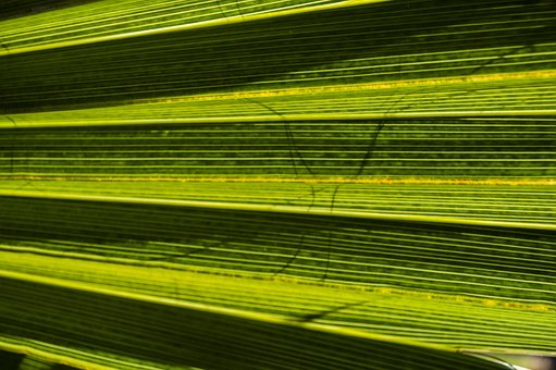 Free Palm Tree Palma photo and picture