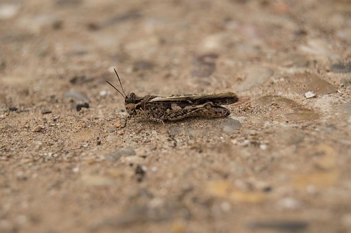 Free Grasshopper Soil photo and picture