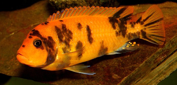 Free Cichlid Fish photo and picture