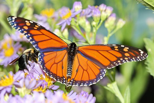 Free Monarch Butterfly photo and picture